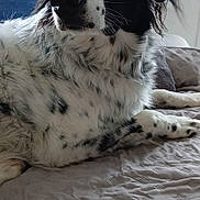 Roxy participe au concours pour gagner de l'argent avec cette photo : dog, spaniel, black_and_white, pet, canine, long_hair, floppy_ears, brown_eyes, black_nose, spotted_coat, lying_down, bed, bedding, indoor, home, portrait, close_up, relaxed, alert, animal