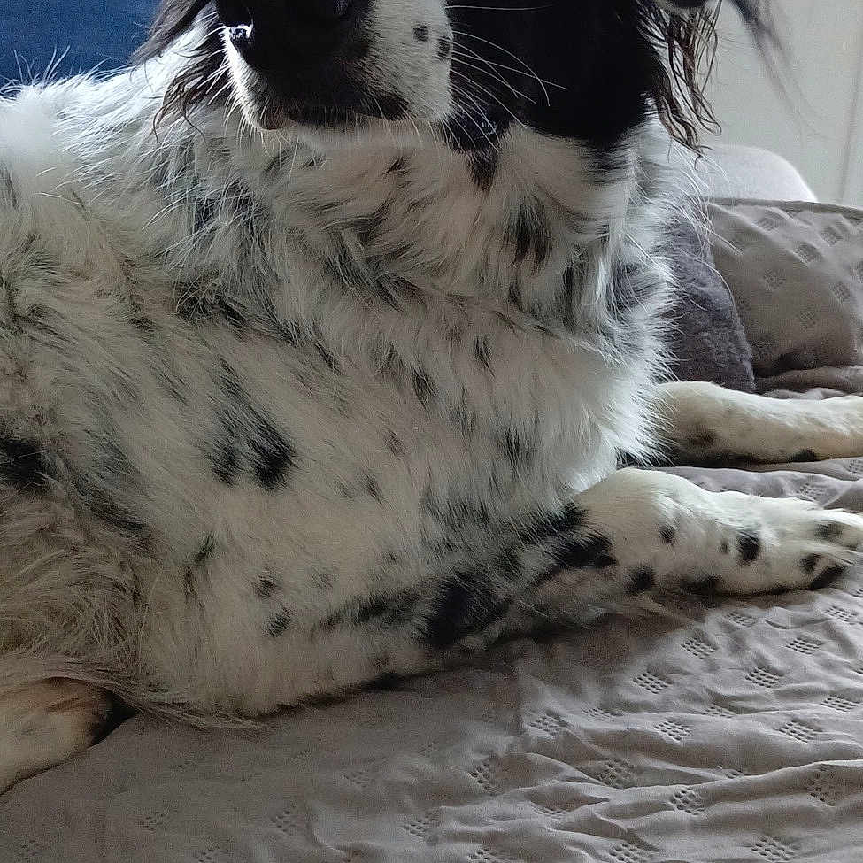Roxy participe au concours pour gagner de l'argent avec cette photo : dog, spaniel, black_and_white, pet, canine, long_hair, floppy_ears, brown_eyes, black_nose, spotted_coat, lying_down, bed, bedding, indoor, home, portrait, close_up, relaxed, alert, animal