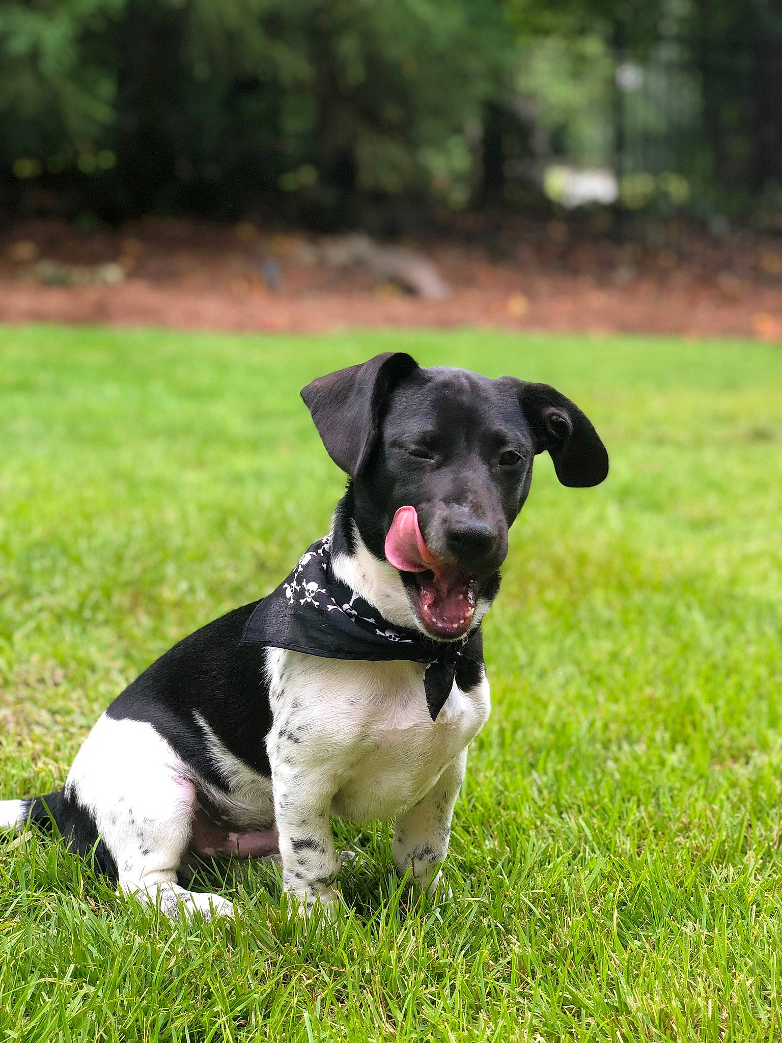 Axl Rose is registered to the contest to win money with this photo: canidae, carnivore, companion_dog, danish_swedish_farmdog, dog, dog_breed, dog_collar, grass, hunting_dog, mammal, plant, puppy, rare_breed_dog, snout, sporting_group, stabyhoun, vertebrate