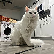 Scarxx is registered to the contest to win money with this photo: animal, appliance, cabinet, cardboard_box, cat, curious, cute, domestic, ears, floor, fur, furniture, indoor, kitchen, microwave, pet, refrigerator, tail, whiskers, white_cat