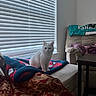 Ellie is registered to the contest to win money with this photo: animal, blanket, calm, cat, chair, colorful, couch, cozy, furniture, home, indoor, living_room, looking, pattern, pet, soft_light, table, textile, white_cat, window_blinds