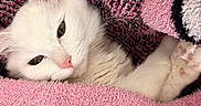 Ellie is registered to the contest to win money with this photo: animal, black, blanket, cat, closeup, cozy, cute, fur, indoor, pattern, paw, pet, pink, portrait, relaxed, resting, sleepy, snuggled, soft, white_cat