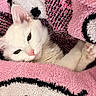 animal, black, blanket, cat, closeup, cozy, cute, fur, indoor, pattern, paw, pet, pink, portrait, relaxed, resting, sleepy, snuggled, soft, white_cat