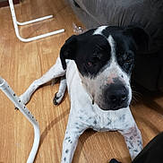 Lola is registered to the contest to win money with this photo: dog, black_and_white, indoor, wooden_floor, couch, furniture, pet, canine, relaxed, seated, spotting, legs, collar, domestic_animal, companion, household, animal, mammal, resting, quiet