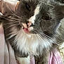 Fluffy is registered to the contest to win money with this photo: animal, cat, close_up, cute, domestic_animal, feline, fluffy, grey_cat, indoor, mammal, mouth, nose, paw, pet, pink_fabric, relaxed, resting, soft_fur, whiskers, white_fur