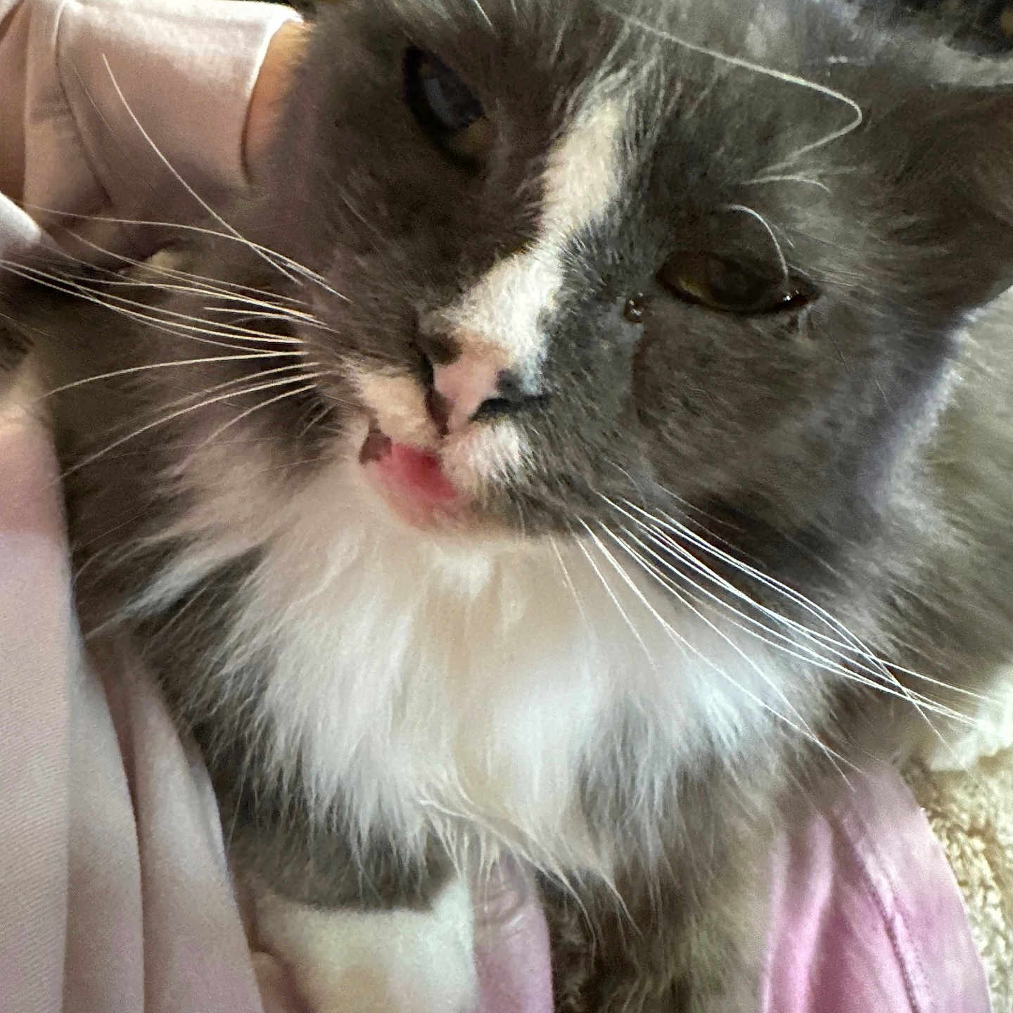 Fluffy is registered to the contest to win money with this photo: animal, cat, close_up, cute, domestic_animal, feline, fluffy, grey_cat, indoor, mammal, mouth, nose, paw, pet, pink_fabric, relaxed, resting, soft_fur, whiskers, white_fur