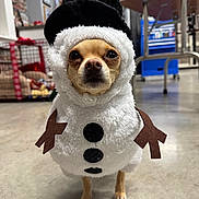 Honey Bea joined the competition — help win amazing prizes! dog, costume, snowman, indoor, pet, small_dog, black_hat, white_fur, brown_arms, floor, cage, furniture, animal, cute, looking_at_camera, standing, button, blurry_background, toy, expressionless