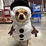 dog, costume, snowman, indoor, pet, small_dog, black_hat, white_fur, brown_arms, floor, cage, furniture, animal, cute, looking_at_camera, standing, button, blurry_background, toy, expressionless