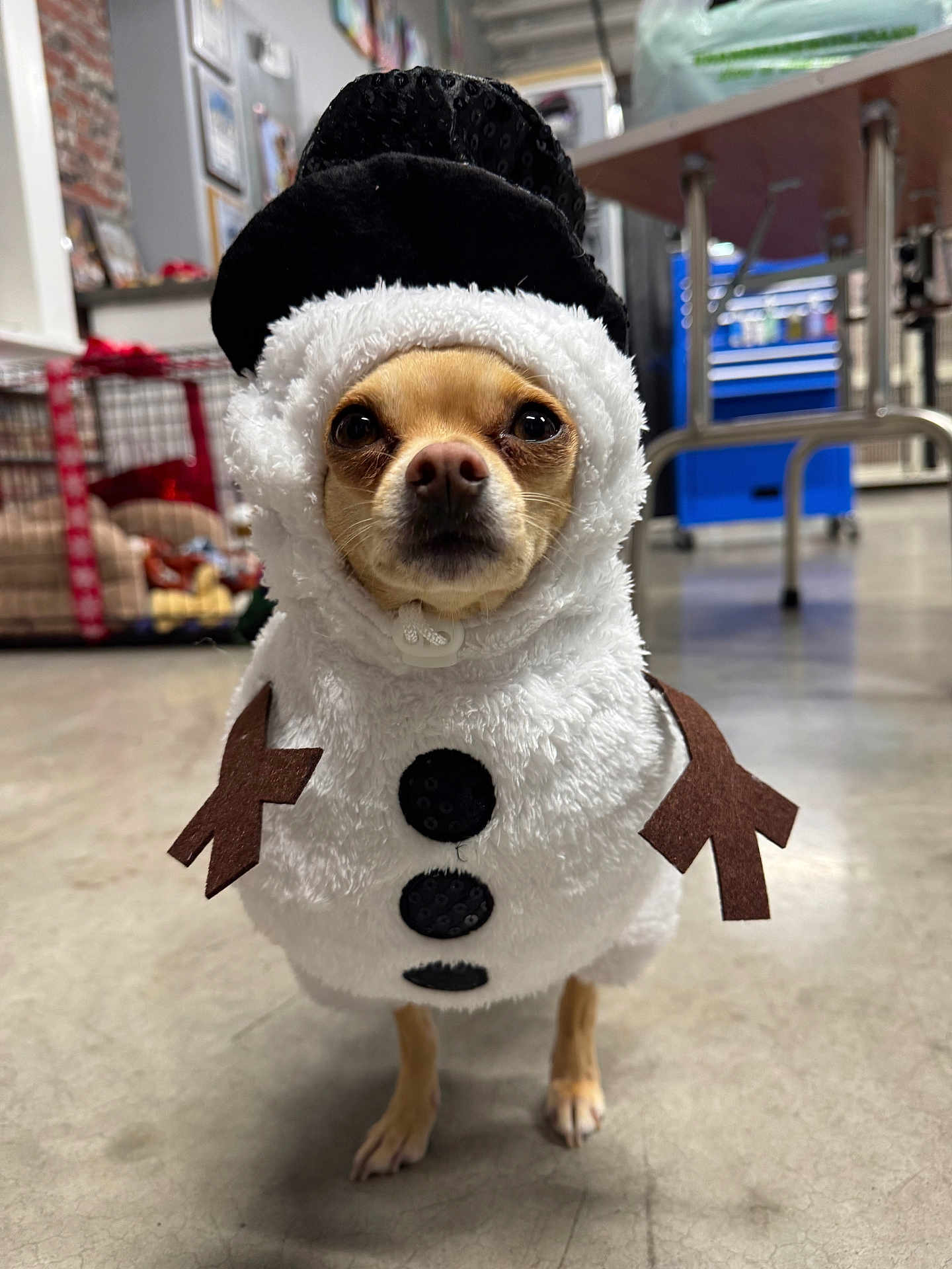 Honey Bea joined the competition — help win amazing prizes! dog, costume, snowman, indoor, pet, small_dog, black_hat, white_fur, brown_arms, floor, cage, furniture, animal, cute, looking_at_camera, standing, button, blurry_background, toy, expressionless