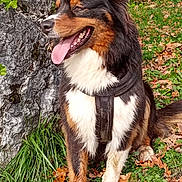 Oria a rejoint le concours — aidez-le/la à gagner de superbes lots ! dog, outdoor, grass, leaves, flower, rock, nature, pet, happy, tongue_out, black_coat, white_coat, brown_coat, sitting, harness, greenery, sunny, ears_up, animal, spring