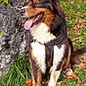 dog, outdoor, grass, leaves, flower, rock, nature, pet, happy, tongue_out, black_coat, white_coat, brown_coat, sitting, harness, greenery, sunny, ears_up, animal, spring