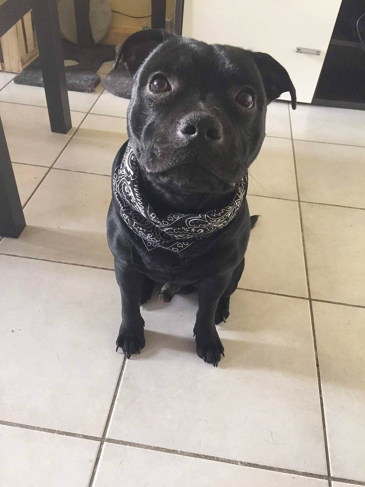 Krokmou a rejoint le concours — aidez-le/la à gagner de superbes lots ! borador, canidae, carnivore, collar, companion_dog, dog, dog_breed, dog_collar, floor, flooring, fur, guard_dog, leash, pet_supply, snout, sporting_group, tail, tile_flooring, whiskers, working_animal