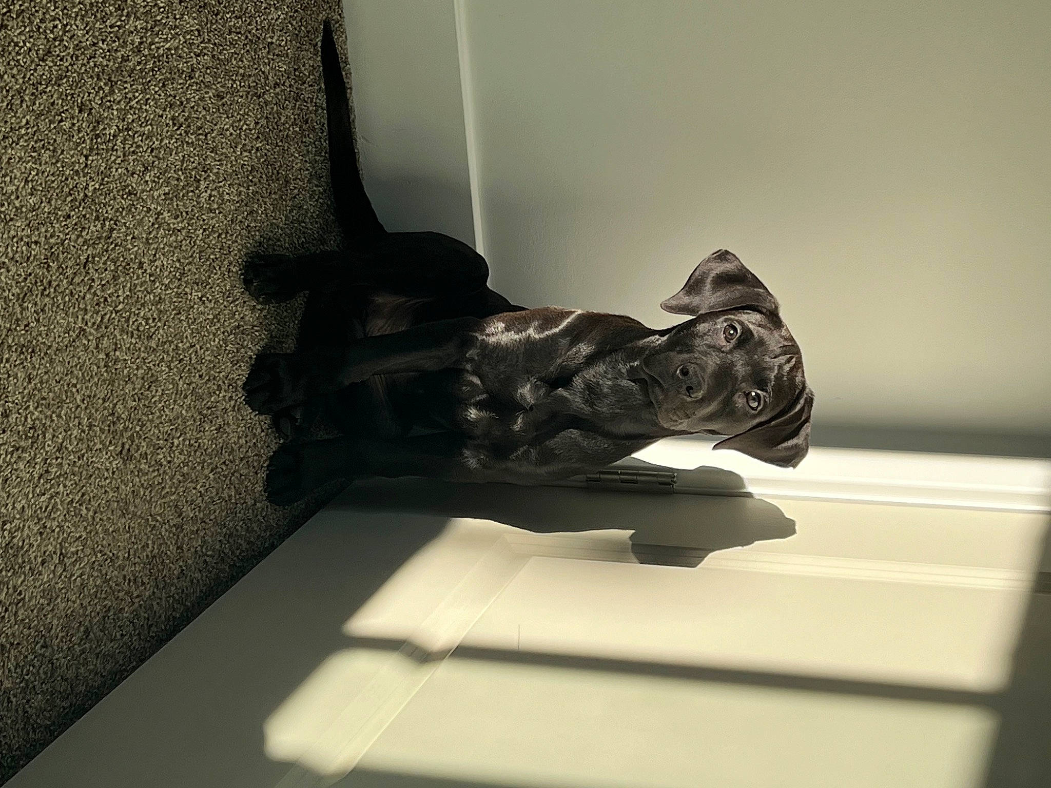 Iggy joined the competition — help win amazing prizes! art, automotive_design, elbow, floor, flooring, grey, hardwood, human_leg, monochrome, monochrome_photography, outdoor_shoe, room, sculpture, shadow, sitting, stairs, still_life_photography, tints_and_shades, visual_arts, wood