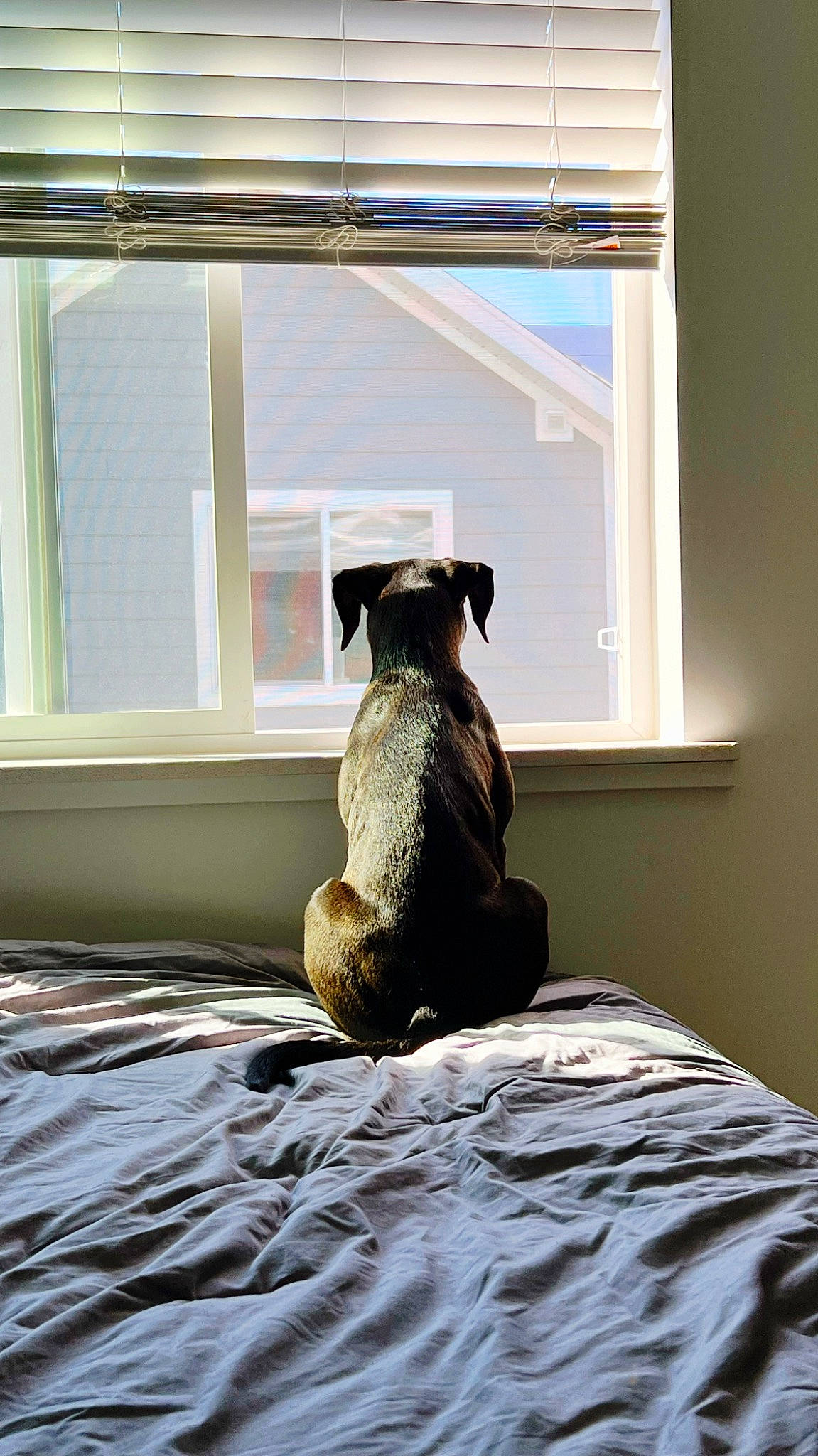 Iggy joined the competition — help win amazing prizes! bed, building, carnivore, comfort, companion_dog, dog, dog_breed, fawn, floor, flooring, grey, hardwood, linens, room, tail, textile, tints_and_shades, toy, window, wood