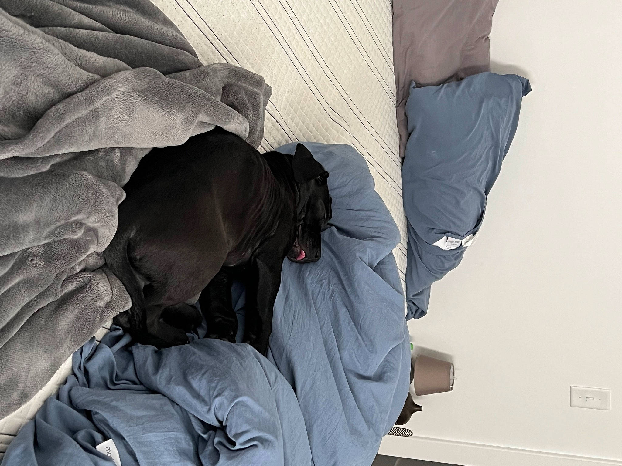 Iggy is registered to the contest to win money with this photo: backpack, bag, baggage, carnivore, comfort, dog, dog_breed, grey, luggage_and_bags, personal_protective_equipment, plastic_bag, recreation, sculpture, sitting, sporting_group, winter