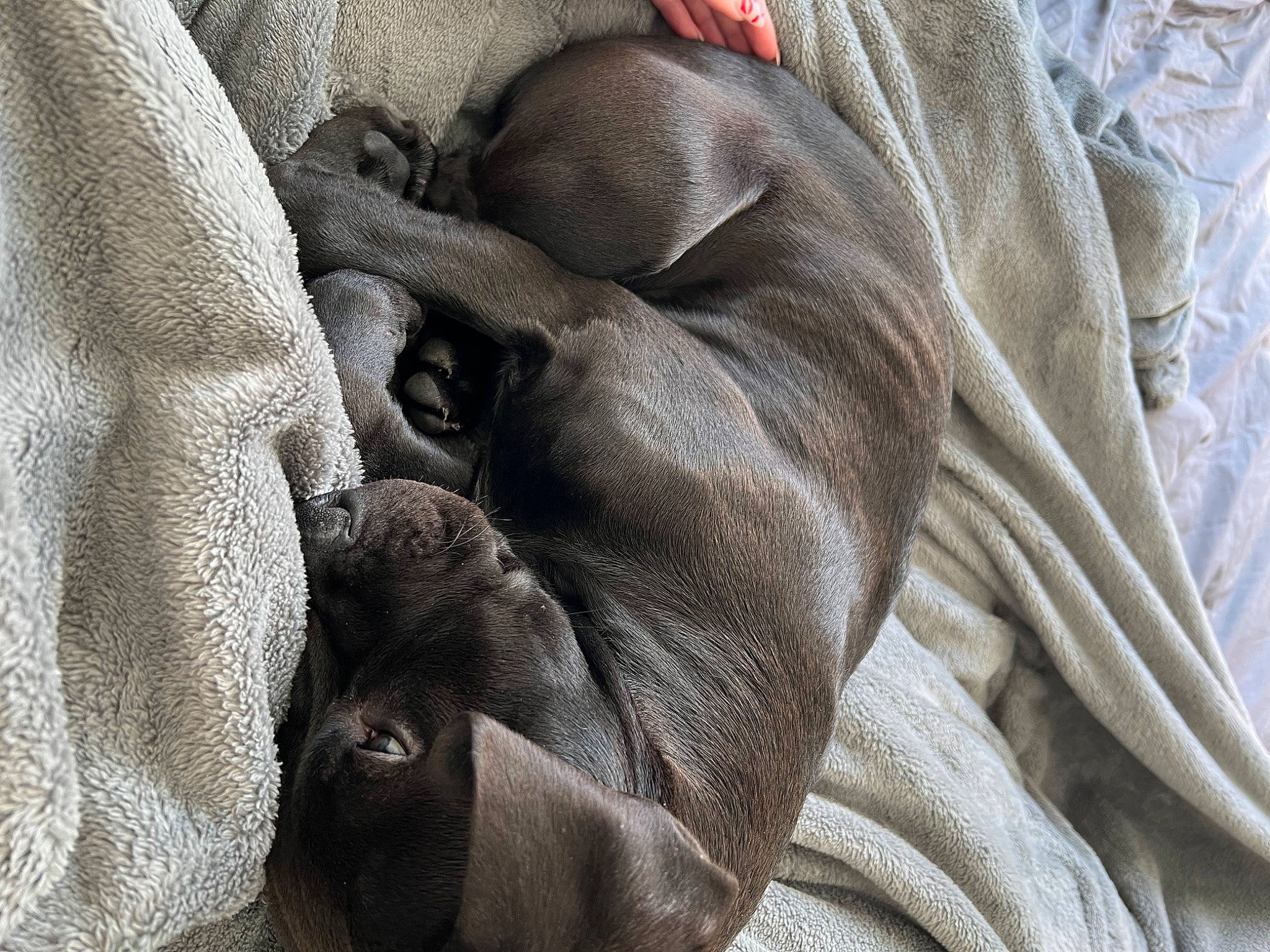 Iggy is registered to the contest to win money with this photo: brown, carmine, carnivore, comfort, companion_dog, dog, dog_breed, fawn, fur, grey, guard_dog, linens, liver, nap, pattern, sporting_group, terrestrial_animal, wildlife, working_animal, wrinkle