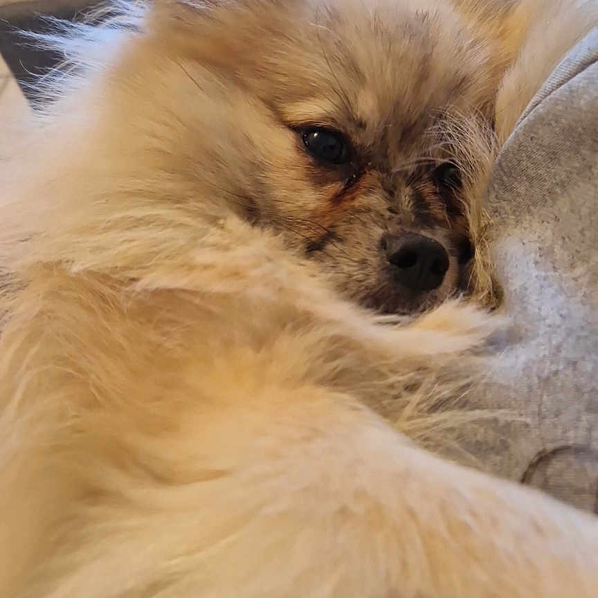 Migui participe au concours pour gagner de l'argent avec cette photo : animal, chair, close_up, couch, cozy, dog, ears, face, fluffy, fur, home, indoor, living_room, nose, pet, relaxed, remote_control, sleepy, snuggled, table