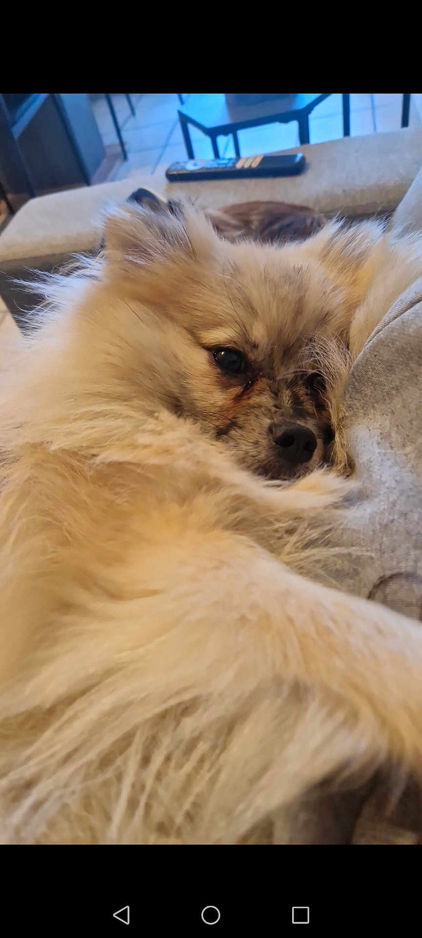 Migui participe au concours pour gagner de l'argent avec cette photo : dog, fluffy, couch, indoor, close_up, relaxed, sleepy, fur, pet, living_room, remote_control, table, chair, snuggled, cozy, face, nose, ears, home, animal