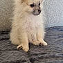 Migui a rejoint le concours — aidez-le/la à gagner de superbes lots ! puppy, dog, fluffy, cream_colored, pet, sitting, gray_blanket, gray_couch, indoors, adorable, young_dog, fur, cute, small_dog, animal, portrait, companion, furry, looking_away, cozy