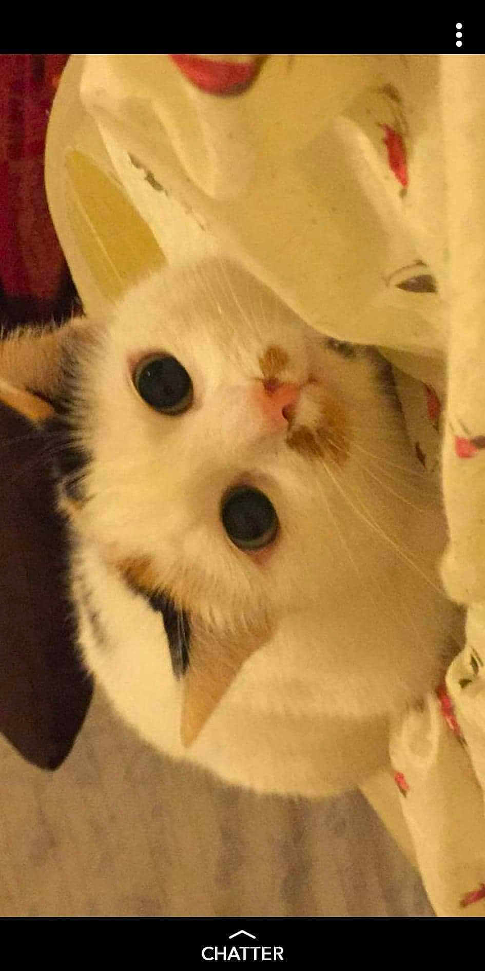 Chatoune