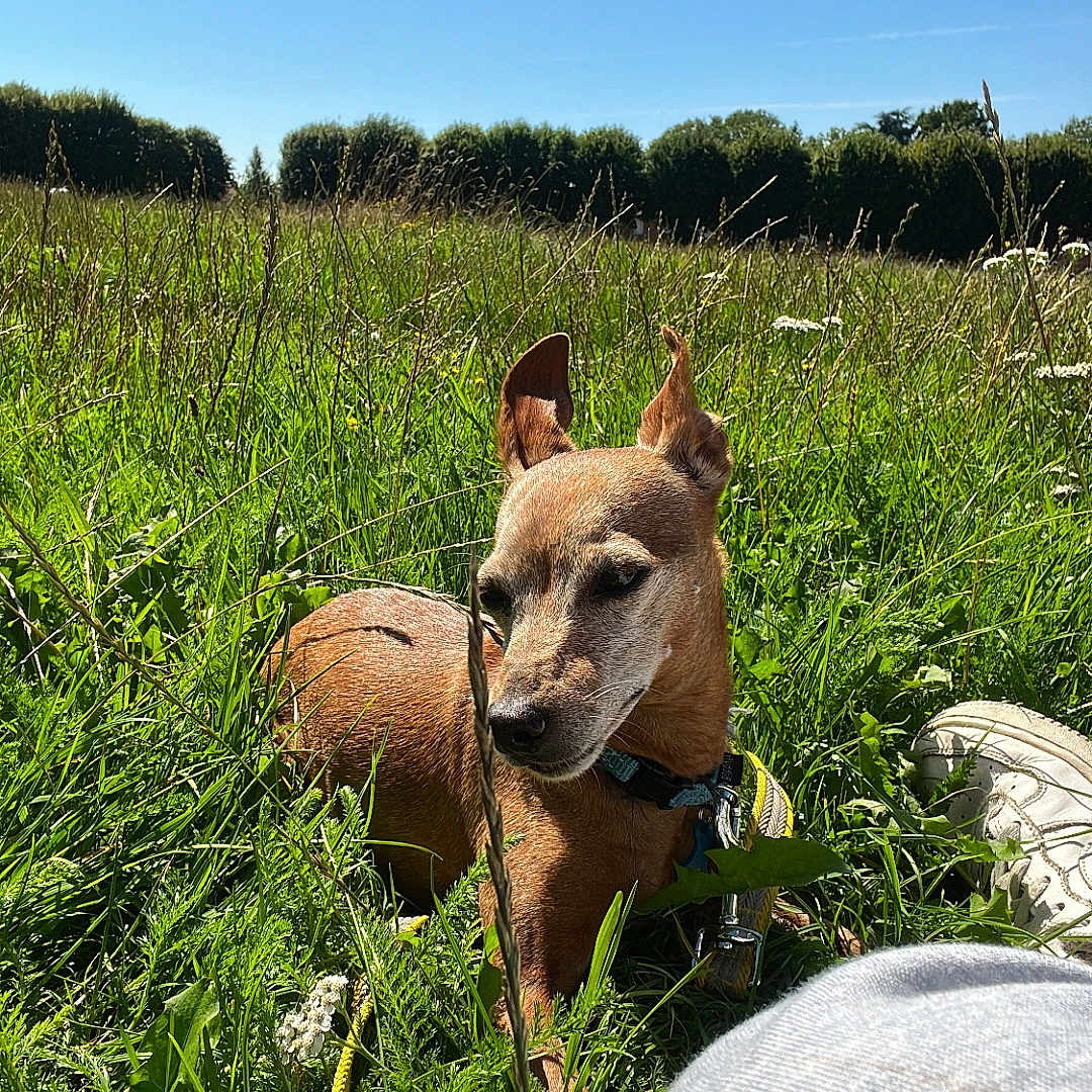Rex participe au concours pour gagner de l'argent avec cette photo : animal, boy, canine, chihuahua, child, countryside, dog, farm, field, grass, grassland, male, meadow, nature, outdoors, pasture, person, pet, plant, rural