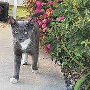 Grey Cat is registered to the contest to win money with this photo: animal, cat, closeup, curious, daylight, flower_bush, garden, gray_cat, green_leaves, nature, outdoor, path, pet, pink_flowers, plant, sidewalk, sunlight, walking, white_paws, yellow_flowers