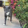 Grey Cat