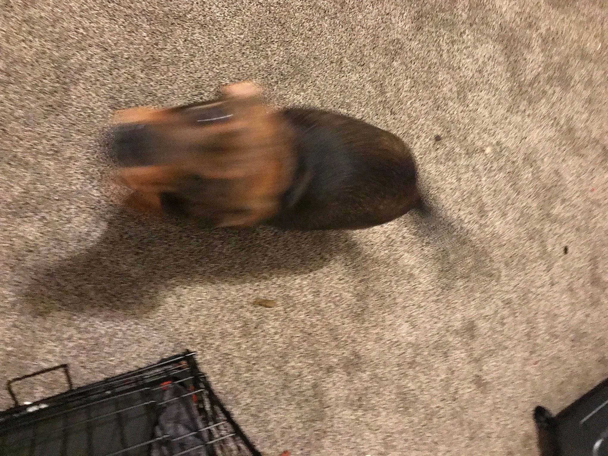 Lake is registered to the contest to win money with this photo: asphalt, brown, canidae, concrete, dog_breed, fawn, flooring, fur, hardwood, liver, metal, road_surface, shadow, snout, soil, tail, terrestrial_animal, tints_and_shades, wildlife, wood