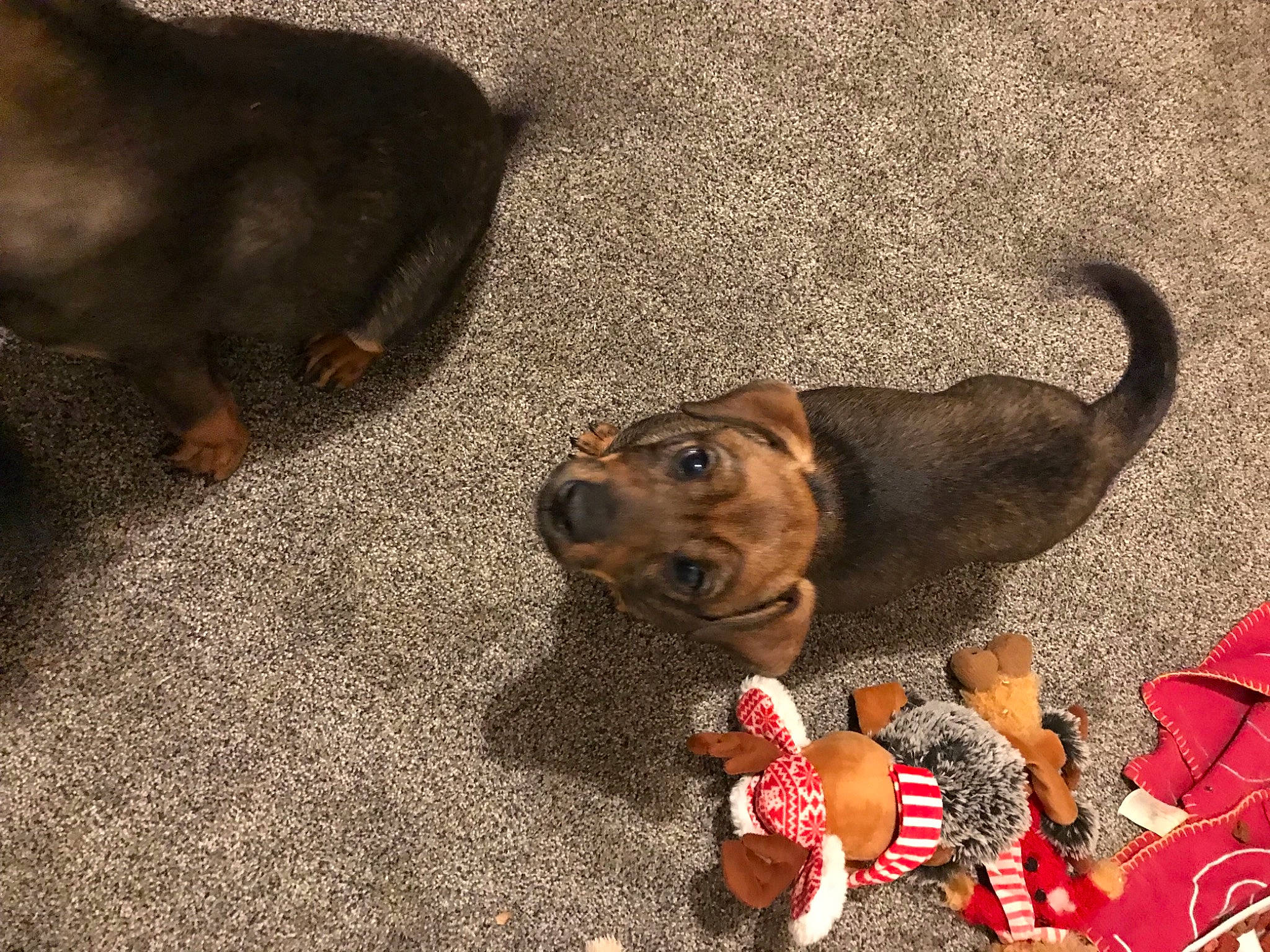 Lake is registered to the contest to win money with this photo: canidae, carnivore, collar, companion_dog, dog, dog_breed, dog_collar, dog_supply, fawn, fur, leash, liver, paw, pet_supply, snout, sporting_group, tail, terrestrial_animal, toy, working_animal