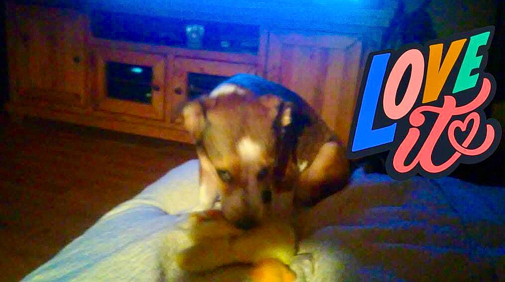 Faith is registered to the contest to win money with this photo: canidae, carnivore, comfort, companion_dog, dog, dog_breed, electric_blue, fawn, felidae, fun, fur, logo, paw, room, small_to_medium_sized_cats, sporting_group, television, toy_dog, whiskers, working_animal