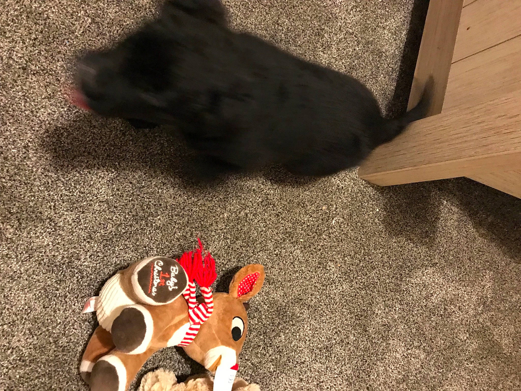 Thunder Storming joined the competition — help win amazing prizes! art, canidae, carmine, carnivore, comfort, companion_dog, doll, fawn, felidae, fictional_character, floor, flooring, fur, hardwood, mammal, snout, stuffed_toy, tail, toy, wood