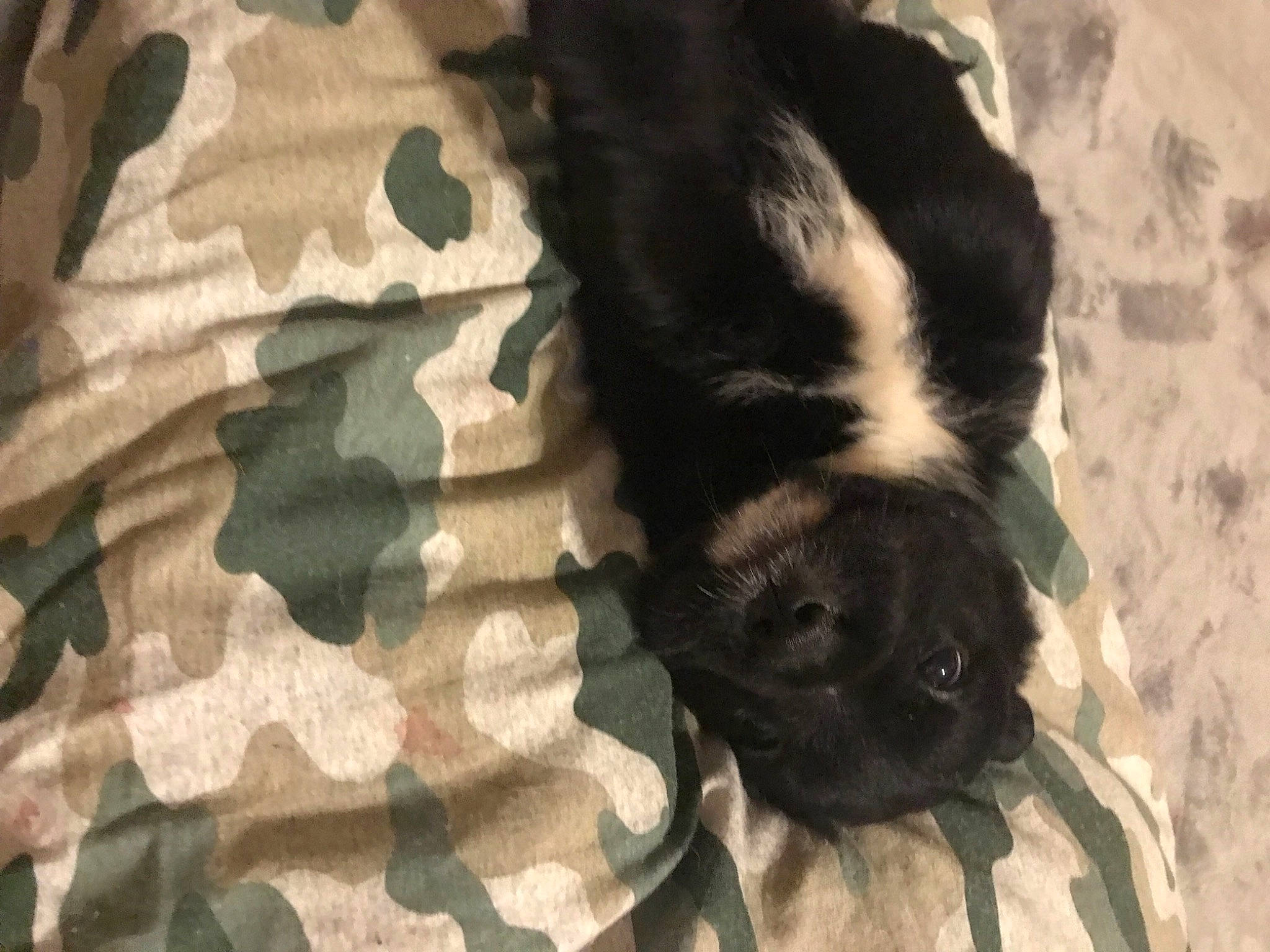 Thunder Storming is registered to the contest to win money with this photo: brown, canidae, carnivore, comfort, companion_dog, dog, dog_breed, fawn, felidae, flooring, fur, military_camouflage, pattern, pug, snout, sporting_group, tail, toy_dog, whiskers, working_animal