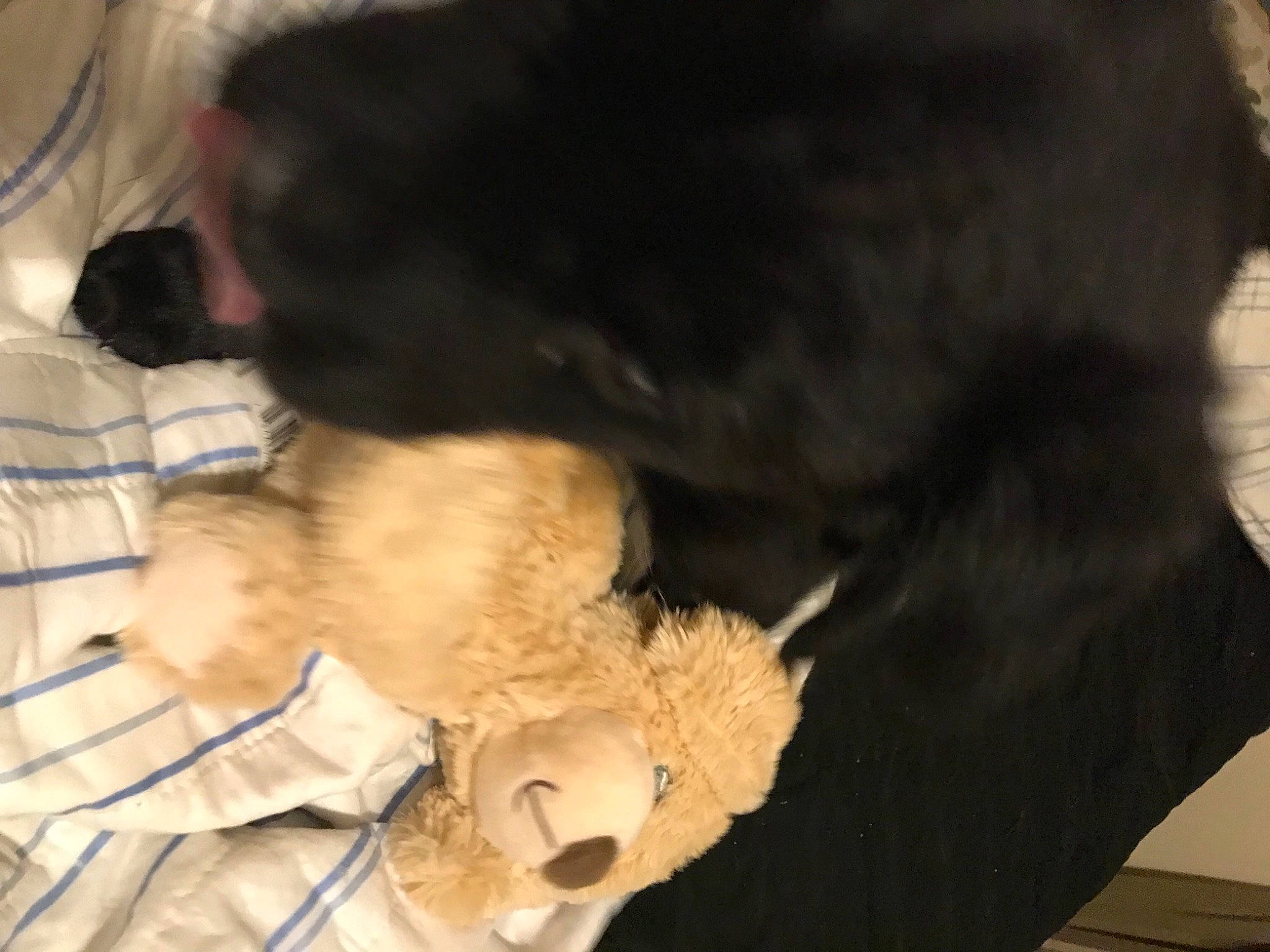 Thunder Storming joined the competition — help win amazing prizes! canidae, carnivore, claw, comfort, companion_dog, dog_breed, fawn, felidae, fur, paw, pet_supply, small_to_medium_sized_cats, snout, sporting_group, stuffed_toy, tail, toy, toy_dog, whiskers, working_animal