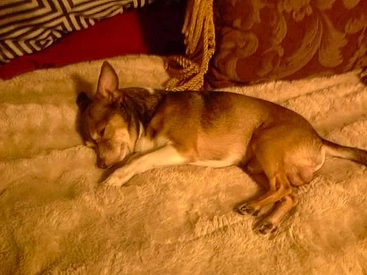 Kryshom is registered to the contest to win money with this photo: canidae, carnivore, comfort, companion_dog, couch, dog, dog_breed, fawn, flooring, guard_dog, hardwood, linens, paw, pillow, room, sporting_group, tail, toy_dog, wood, working_animal