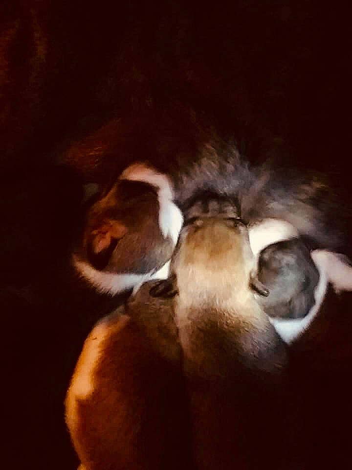 Kryshom joined the competition — help win amazing prizes! canidae, carnivore, cloud, comfort, companion_dog, dog, dog_breed, ear, fawn, felidae, fur, human_leg, liver, sky, snout, sporting_group, tail, tints_and_shades, whiskers, wood