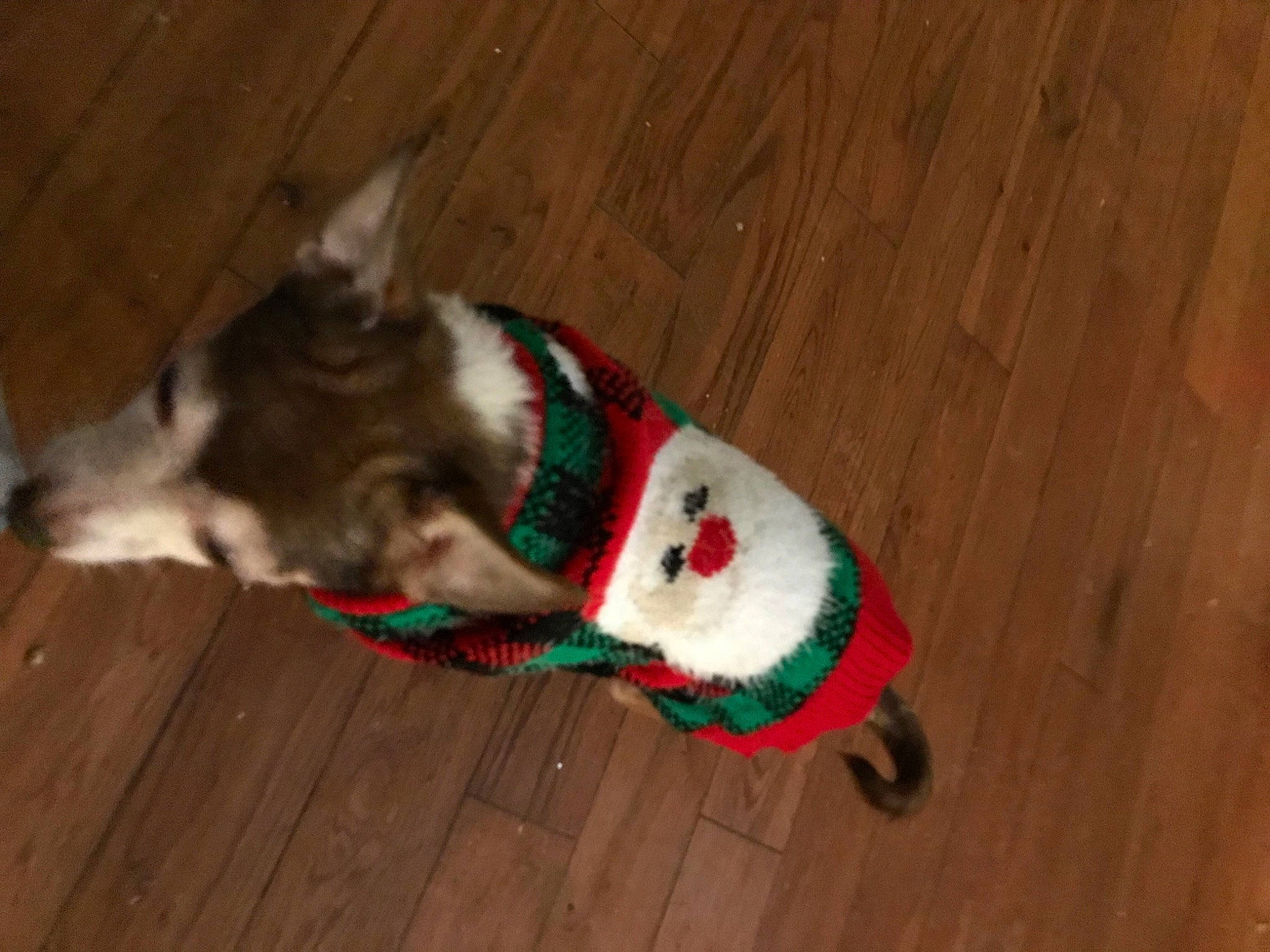 Kryshom is registered to the contest to win money with this photo: canidae, carnivore, collar, companion_dog, dog, dog_breed, dog_supply, event, fawn, felidae, flooring, fur, hardwood, small_to_medium_sized_cats, snout, sporting_group, tail, whiskers, wood, wood_stain