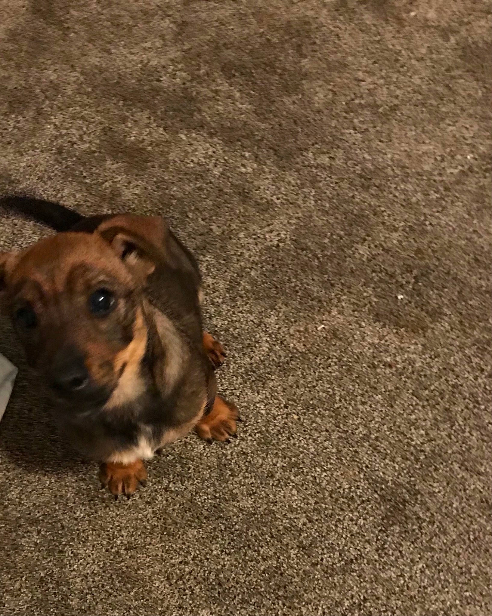 Ciara Lake Belle joined the competition — help win amazing prizes! asphalt, canidae, carnivore, companion_dog, concrete, dog, dog_breed, fawn, flooring, grass, liver, road_surface, shadow, snout, soil, sporting_group, terrestrial_animal, whiskers, wood, working_animal