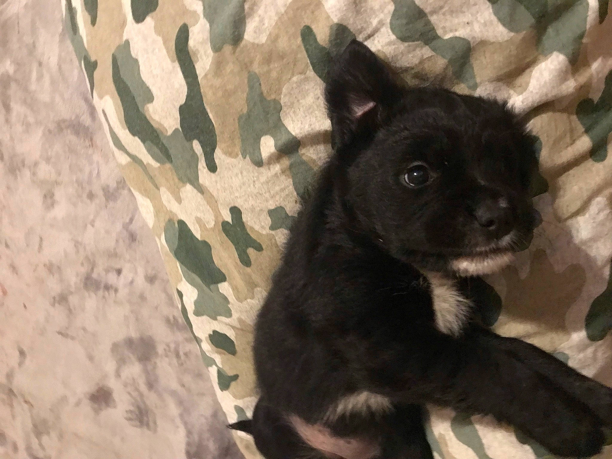 Thunder Storming is registered to the contest to win money with this photo: camouflage, canidae, carnivore, comfort, companion_dog, dog, dog_breed, fawn, fur, military_camouflage, non_sporting_group, pattern, snout, sporting_group, tail, terrestrial_animal, toy_dog, whiskers, working_animal