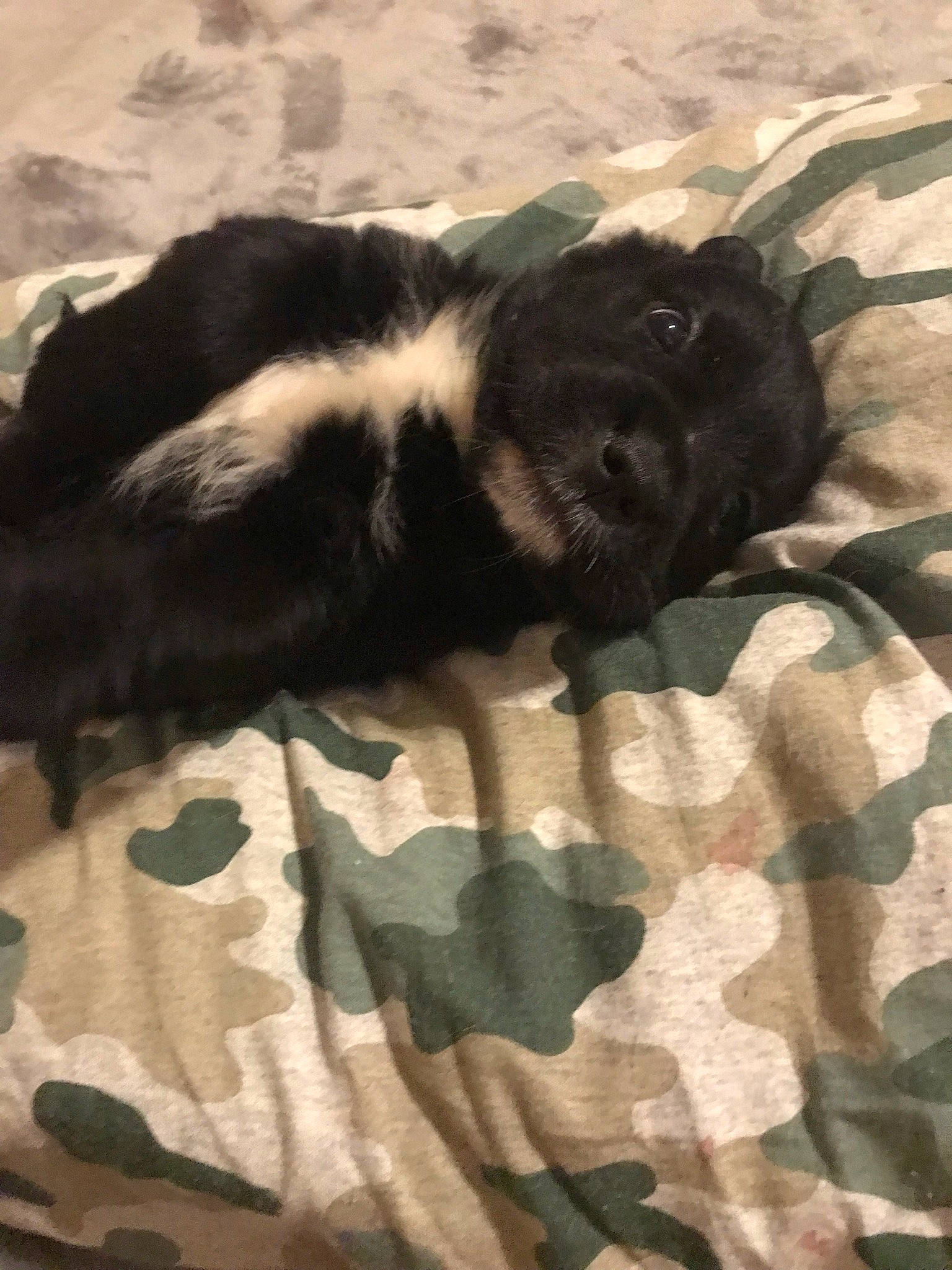 Thunder Storming is registered to the contest to win money with this photo: canidae, carnivore, comfort, companion_dog, dog_breed, felidae, fur, grass, grey, linens, nap, pattern, small_to_medium_sized_cats, snout, sporting_group, tail, terrestrial_animal, whiskers, wildlife, working_animal