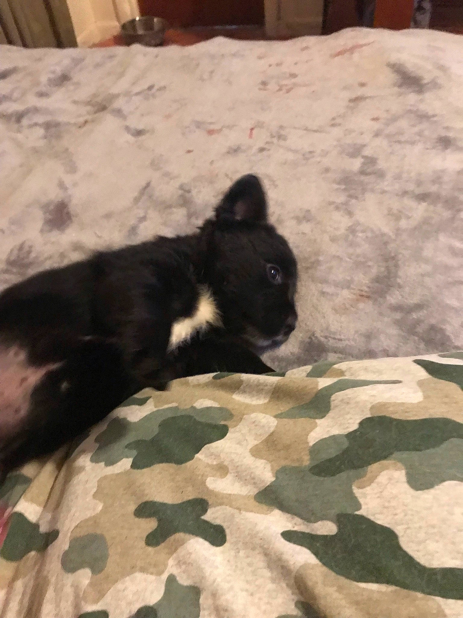 Thunder Storming joined the competition — help win amazing prizes! black_cat, carnivore, cat, comfort, dog_breed, domestic_short_haired_cat, felidae, flooring, fur, grey, hardwood, linens, room, small_to_medium_sized_cats, snout, tail, terrestrial_animal, tints_and_shades, whiskers, wood