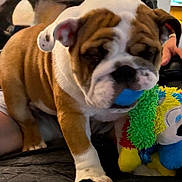 River joined the competition — help win amazing prizes! animal, blue_ball, brown_and_white, bulldog, closeup, colorful, companion, cozy, cute, dog, furniture, hand, home, indoor, pet, playing, plush_toy, puppy, toy, wrinkles