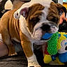 animal, blue_ball, brown_and_white, bulldog, closeup, colorful, companion, cozy, cute, dog, furniture, hand, home, indoor, pet, playing, plush_toy, puppy, toy, wrinkles