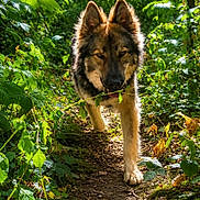 Rigel participe au concours pour gagner de l'argent avec cette photo : dog, forest, path, greenery, foliage, nature, outdoor, animal, canine, walking, sunlight, trees, leaves, wildlife, woods, alert, ears, snout, fur, daylight