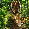 dog, forest, path, greenery, foliage, nature, outdoor, animal, canine, walking, sunlight, trees, leaves, wildlife, woods, alert, ears, snout, fur, daylight