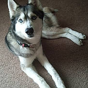 Summer is registered to the contest to win money with this photo: animal, blue_eyes, canine, carpet, collar, dog, domestic_animal, ears, four_legs, fur, indoor, laying_down, looking_at_camera, mammal, nose, paw, pet, portrait, siberian_husky, whiskers
