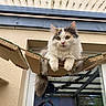 animal, beige_wall, calico_cat, cat, closeup, curious, daylight, domestic_animal, fluffy, fur, glass_roof, green_eyes, hanging_bridge, lounging, outdoor, pet, rope, tail, window, wooden_bridge
