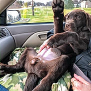 Zeke is registered to the contest to win money with this photo: dog, puppy, chocolate_lab, paw, blanket, car_interior, passenger_seat, human_hand, rings, seatbelt, window, side_mirror, dashboard, trees, grass, relaxed, cute, portrait, road_trip, fur