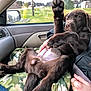 dog, puppy, chocolate_lab, paw, blanket, car_interior, passenger_seat, human_hand, rings, seatbelt, window, side_mirror, dashboard, trees, grass, relaxed, cute, portrait, road_trip, fur