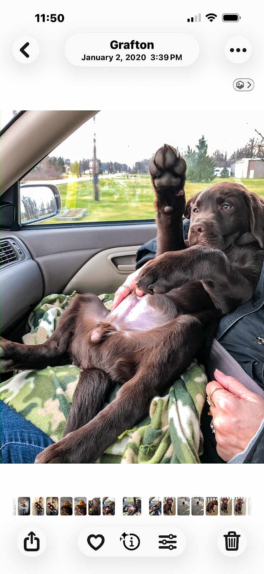 Zeke is registered to the contest to win money with this photo: dog, puppy, chocolate_lab, paw, blanket, car_interior, passenger_seat, human_hand, rings, seatbelt, window, side_mirror, dashboard, trees, grass, relaxed, cute, portrait, road_trip, fur