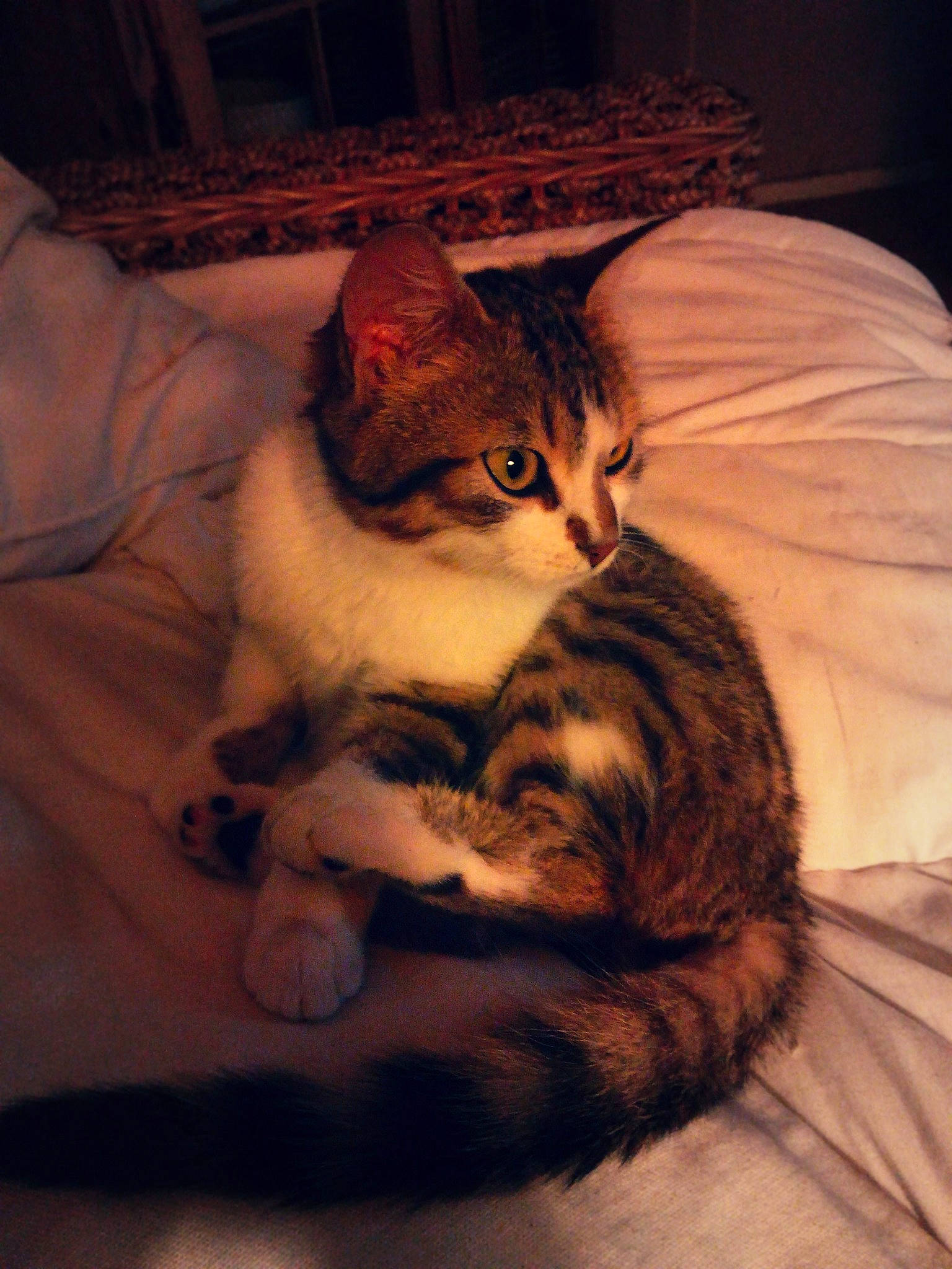 Flem' participe au concours pour gagner de l'argent avec cette photo : bed, carnivore, cat, claw, comfort, domestic_short_haired_cat, door, eye, fawn, felidae, fur, human_body, linens, mammal, paw, small_to_medium_sized_cats, snout, tail, whiskers, wood